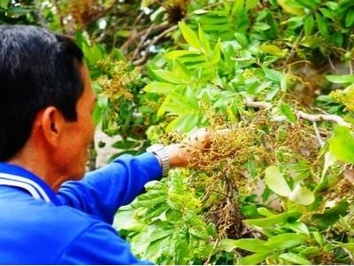 Trên 1.800 ha nhãn bị đốn do bệnh chổi rồng