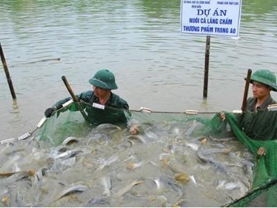 Nuôi thành công cá lăng chấm thương phẩm