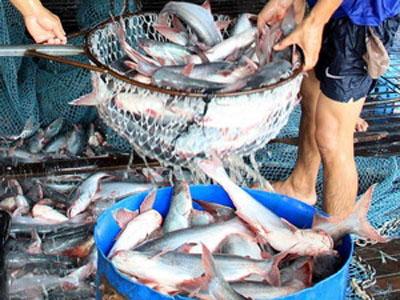 EEU mở cơ hội mới cho cá tra An Giang