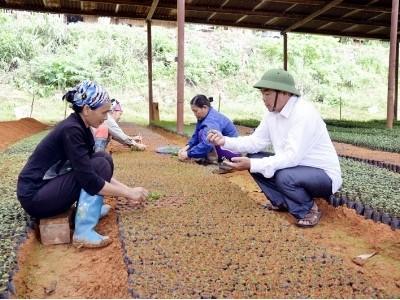 HTX Toàn Dân (xã Thanh Lâm, Ba Chẽ) mở hướng làm giàu từ cây ba kích