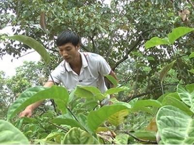 Phát triển cây dược liệu quý dưới tán rừng Sơn Động (Bắc Giang)