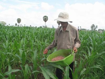 Rùa bò trên đất lúa chuyển đổi