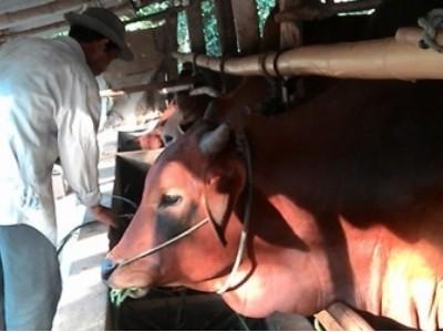 Hiệu quả từ Câu lạc bộ chăn nuôi bò thâm canh ở Cam Tuyền
