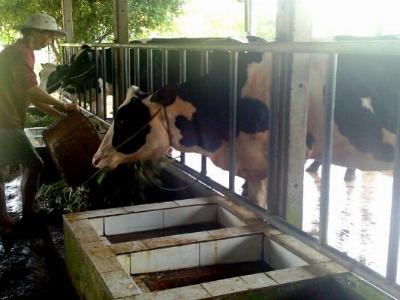 Thành Phố Hồ Chí Minh sẽ nhân rộng mô hình nuôi bò sữa công nghệ cao