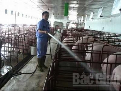 Bắc Giang chống nóng bảo vệ vật nuôi, cây trồng