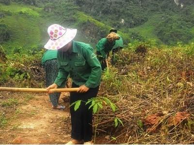 Giảm diện tích cao su trồng mới