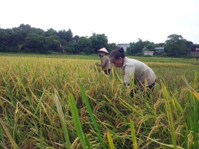 Tiên Kiên (Lâm Thao) được mùa lúa tái sinh