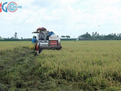 Cánh đồng lớn từng bước nâng cao thương hiệu gạo Việt