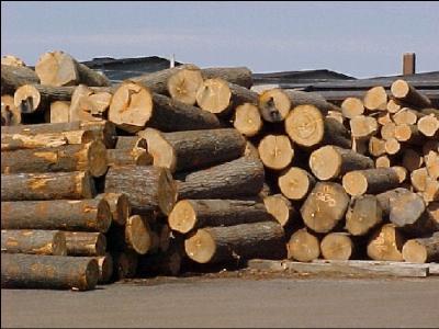 Nhu cầu nhập khẩu gỗ cứng của Trung Quốc tăng