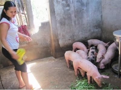 Hàng loạt heo giống lăn đùng ra chết