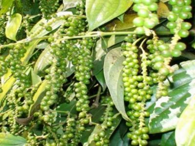 Hồ tiêu Việt Nam đang chi phối thị trường thế giới