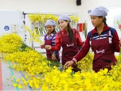 Kiếm tiền tỷ từ việc đưa lan vũ nữ sang Nhật