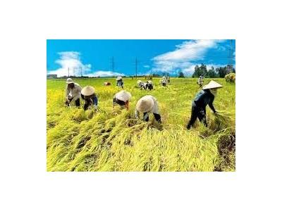 Thương lái hạ giá mua lúa Hè thu xuống 200-300 đồng/kg so với giá đặt cọc