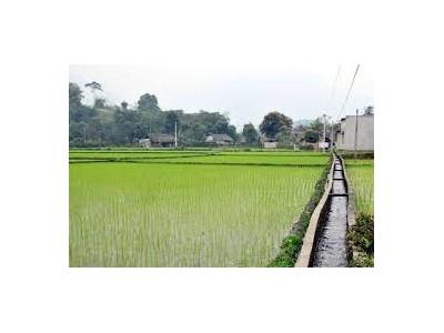 Sâu bệnh gây hại nhẹ trên lúa mới cấy