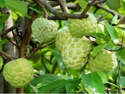 Mãng cầu không hạt được ưa chuộng