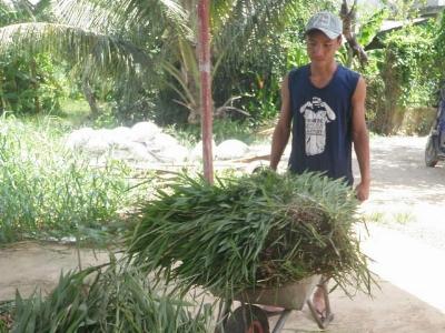 Ngân hàng bò sữa của gã chăn bò