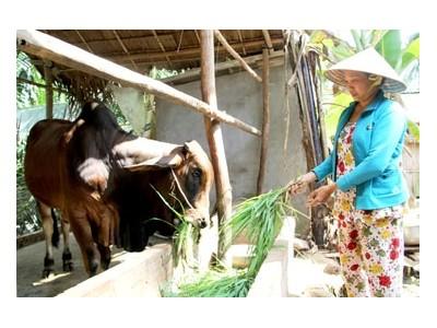 Ngành chăn nuôi Đồng Bằng Sông Cửu Long cần từng bước chuyển dần sang chăn nuôi tập trung, quy mô lớn