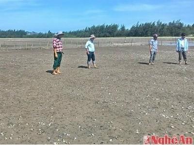 104 ha ngao nuôi bị chết chưa rõ nguyên nhân