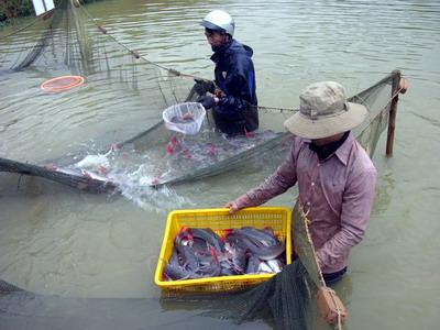 Tập huấn mô hình nuôi cá lăng nha