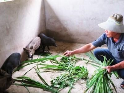 Cựu chiến binh Chung Văn Tuấn nuôi heo rừng cho hiệu quả kinh tế cao