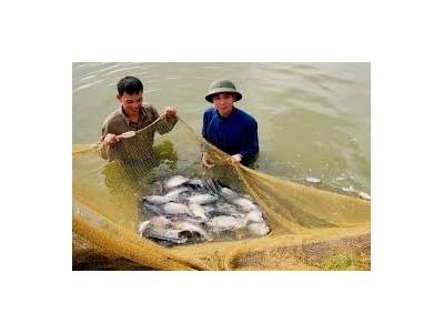 Hoằng Phụ (Thanh Hóa) mở rộng diện tích nuôi thủy sản theo hướng hiệu quả, bền vững