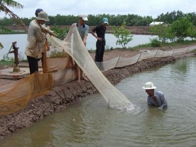 Nông dân nuôi tôm lợi nhuận thấp do chi phí đầu tư tăng