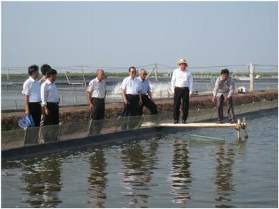 Áp dụng VietGAP nuôi tôm không lo dịch bệnh