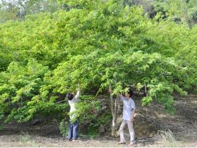 Hiệu quả mô hình cải tạo và phát triển cây ăn quả ở Bảo Thắng (Lào Cai)