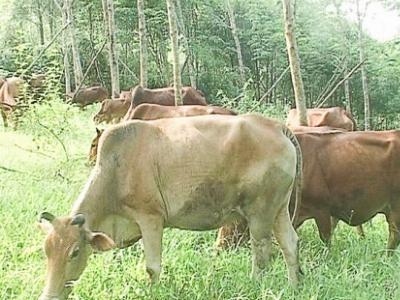 Vĩnh Linh phát triển đàn bò lên gần 10.000 con