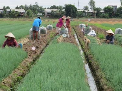 Sản xuất rau an toàn còn nhiều khó khăn