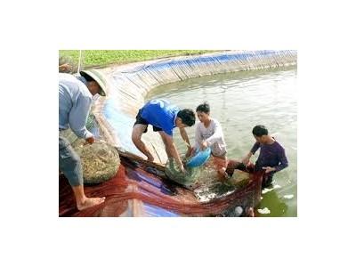 Bình Thuận có sản lượng tôm giống giảm