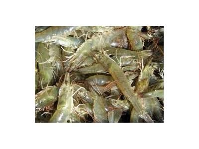 Sản lượng tôm giống giảm
