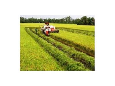 Liên kết sản xuất lúa ở Đồng Tháp, tăng lợi nhuận từ 4 - 5 triệu đồng/ha/vụ