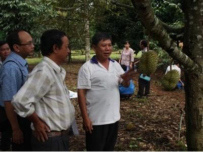 Gỡ khó cho sầu riêng Đồng Nai