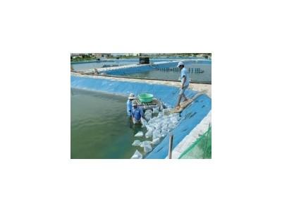 Nuôi tôm khi trời lạnh bất thường