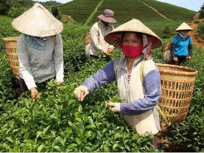 Đài Loan công nhận chè oolong Lâm Đồng đạt chuẩn