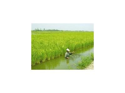 Hiệu quả và bền vững mô hình tôm - lúa