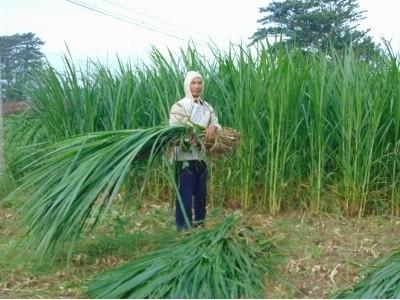 Trồng cỏ voi trên đất rẫy