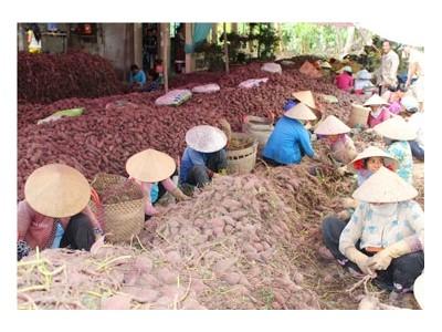 Nông dân trồng khoai lang lỗ nặng