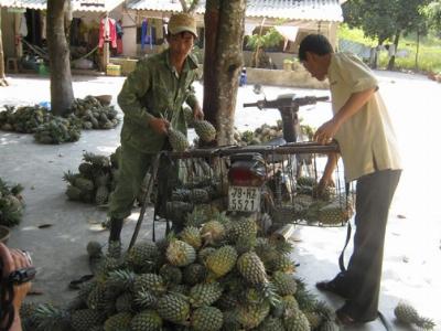 Giá ổn định nhưng người trồng khóm không vui