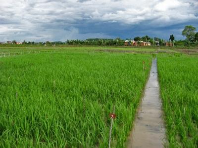 Khôi phục, lai tạo nhiều giống lúa chịu phèn, chịu mặn