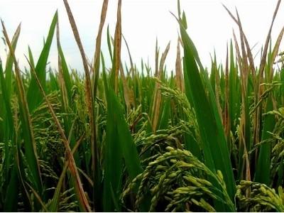 Phòng trừ bệnh bạc lá và đốm sọc vi khuẩn trên cây lúa