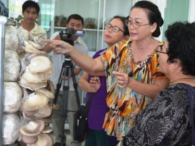 Trồng nấm bào ngư, linh chi từ mạt cưa