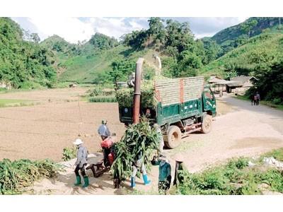 Lãi kép từ trồng ngô ủ ướp