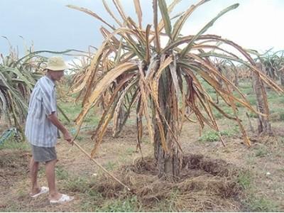 Nguyên nhân và cách phòng bệnh thối rễ, khô cành trên cây thanh long