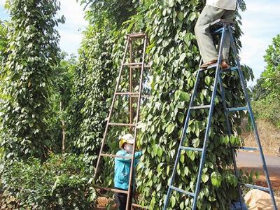 Những tỷ phú vàng đen trên đất Tây Nguyên