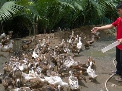 Vịt biển hướng mở cho nghề chăn nuôi vùng ven biển