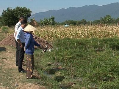 Sản xuất vụ hè thu ở Ninh Hòa tiếp tục gặp khó khăn do nắng hạn