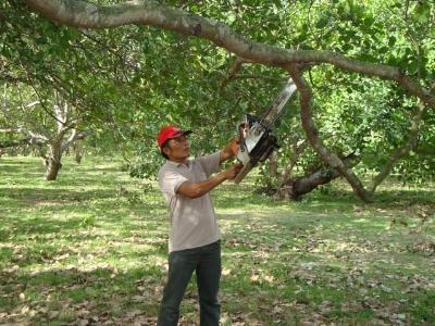 Thu hàng trăm triệu đồng từ vùng đất hoang