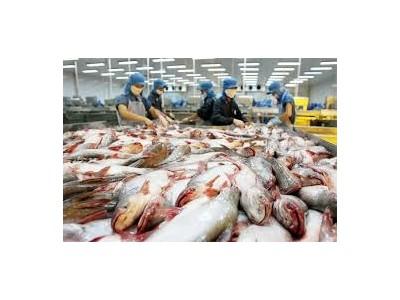 Xuất khẩu cá tra giành lại thị trường EU